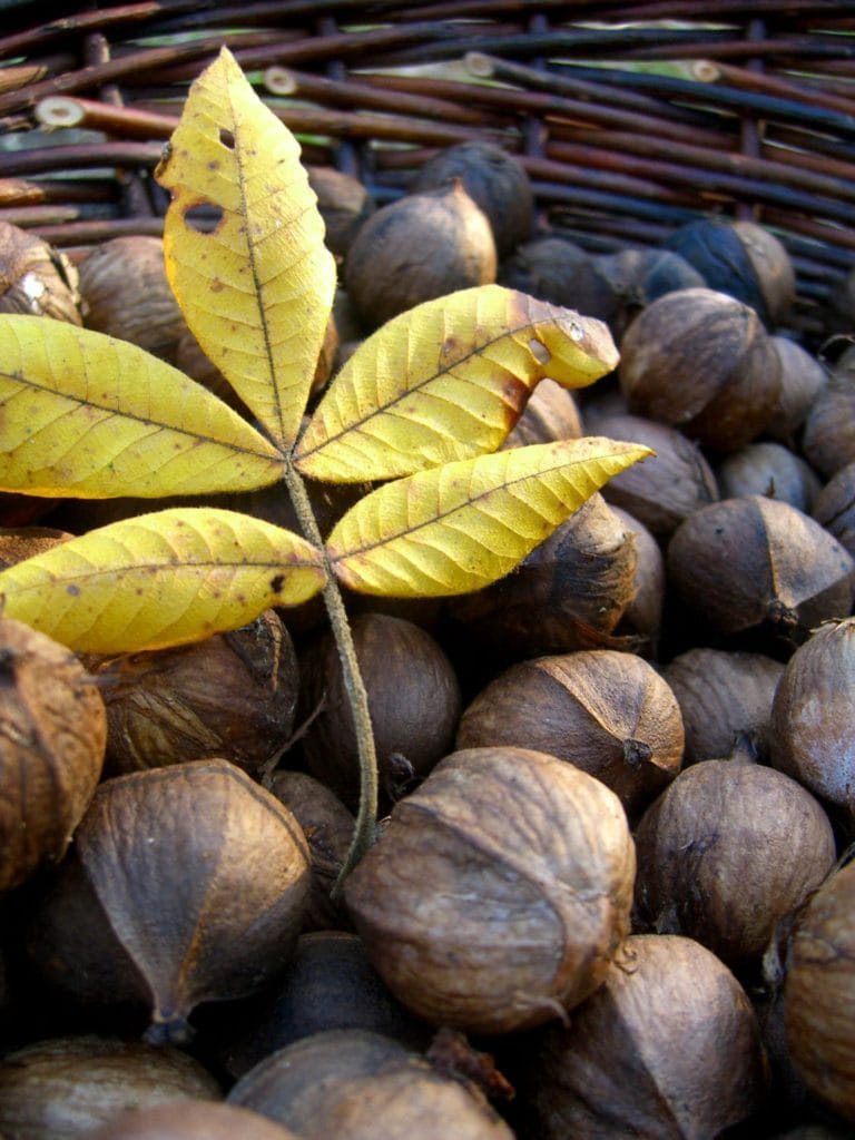 Cluster of Black Walnut fruit DM Flickr