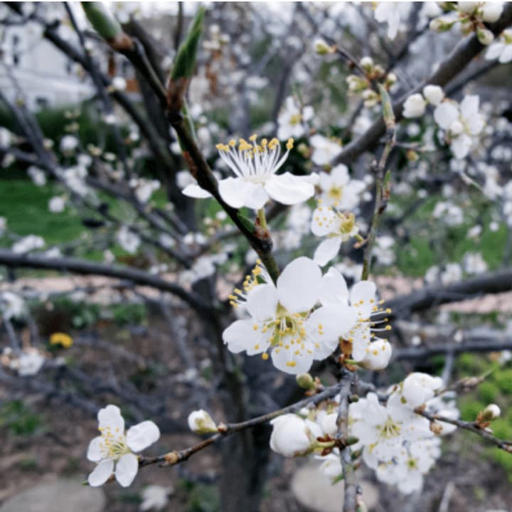 Slow Spring - Asia Suler