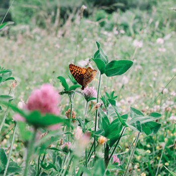 butterfly-on-clover_500x500
