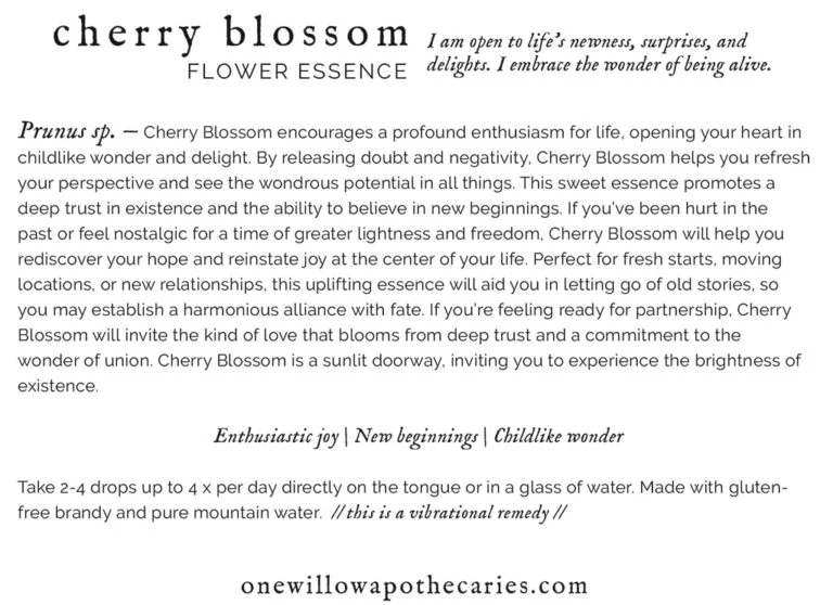 Cherry Blossom Flower Essence