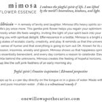 OWA_INFO_CARD_Mimosa
