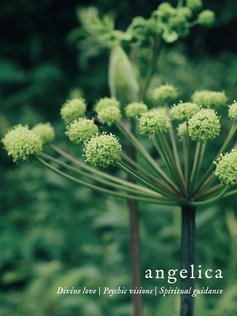 Angelica Flower Essence Best Flower Site