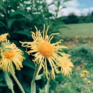 Elecampane Flower