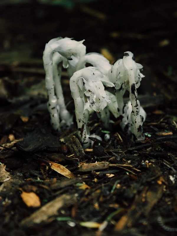 Ghost Pipe Flower