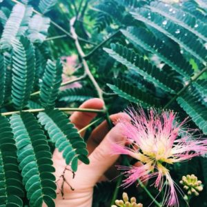 Mimosa Flower