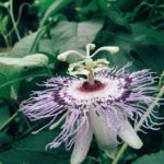 Passionflower flower