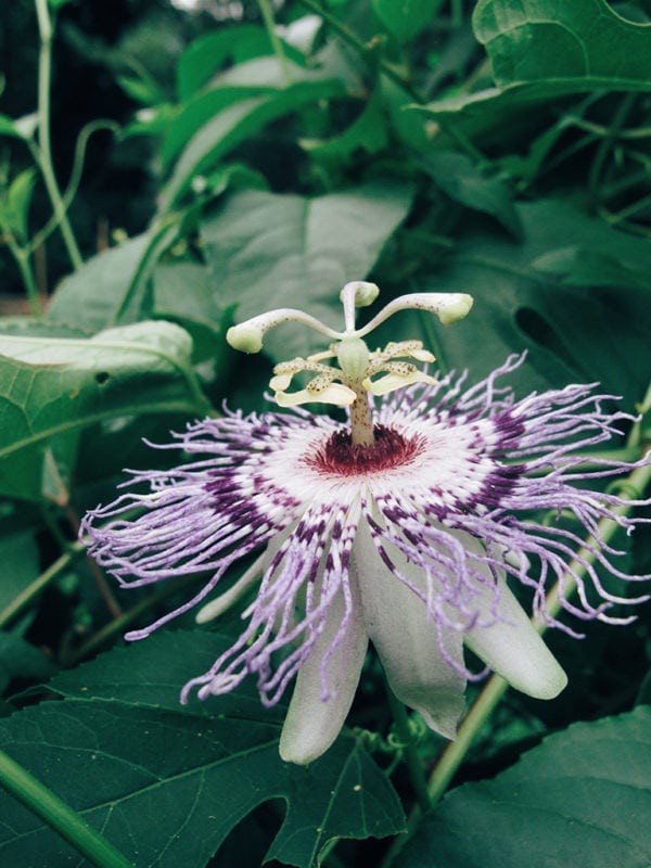 Passionflower flower