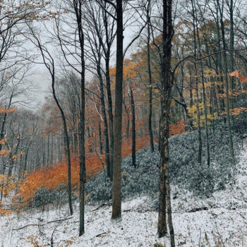 WISE_gold-snow